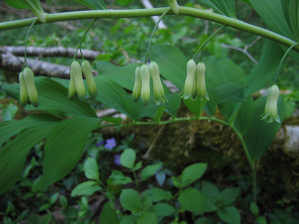Polygonatum multiflorum